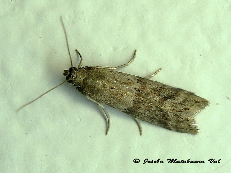 Pyralidae da id. - Ephestia parassitella/unicolorella